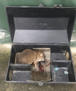 Diệt chuột bằng phương pháp hóa học